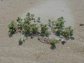 Amaranthus pumilus